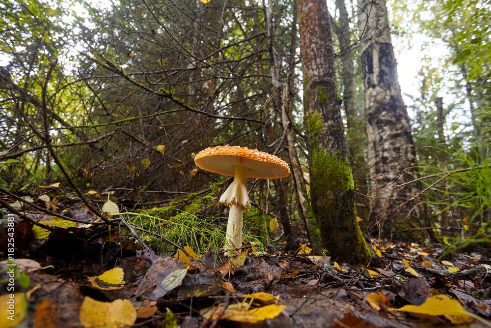 Fototapeta premium Mushrooms in the autumn forest