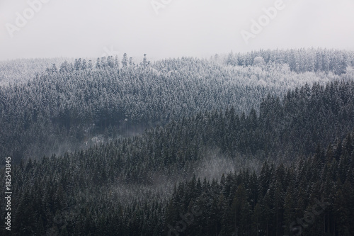 Amazing fogy forest.