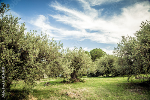 Olive grove, meadow and blue sky