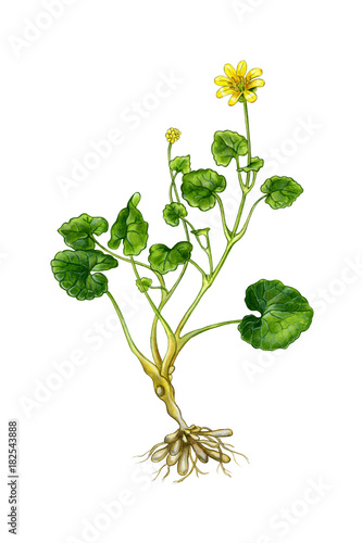 Plakat Ficaria verna