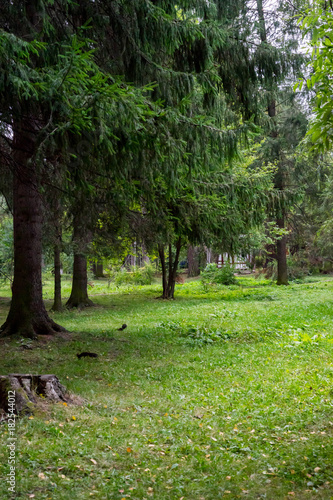 Squirrel in the park in Vatra Dornei, Suceava, Romania © adellyne