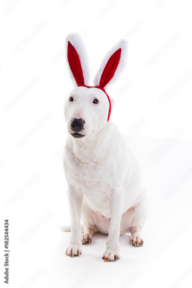 bull terrierwith red bunny ears on a white background in the studio