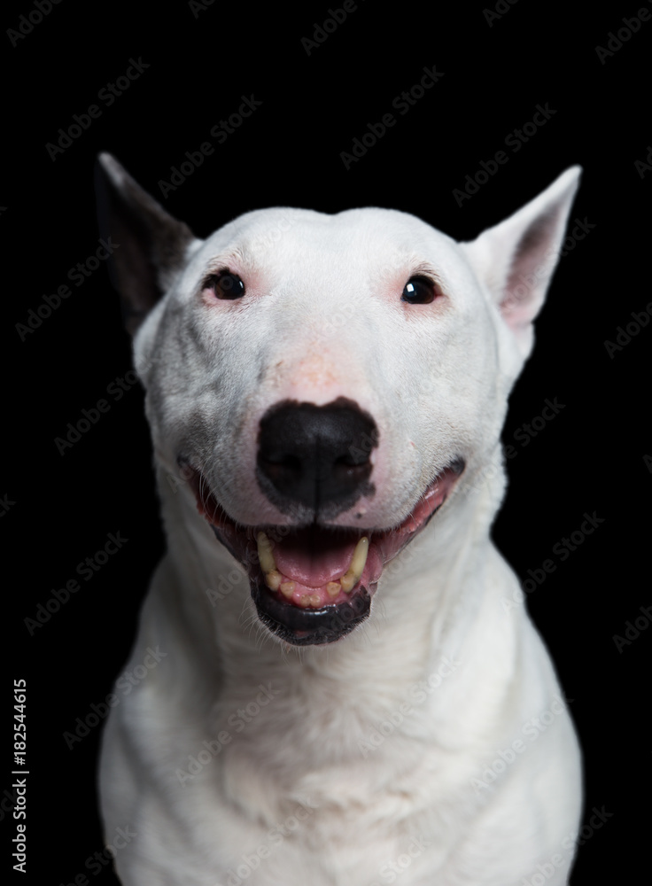 portrair of a bull terrier on a black  background in the studio.