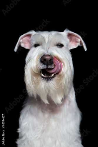 funny portrait of a miniature schnauzer on a black background in studio isolate.