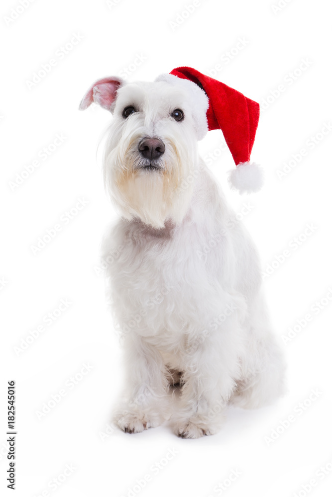 dog santa on a white background in studio isolate. dog santa on a white background in studio isolate.