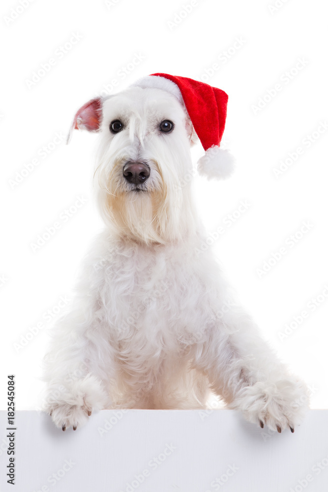 Fototapeta dog santa on a white background in studio isolate