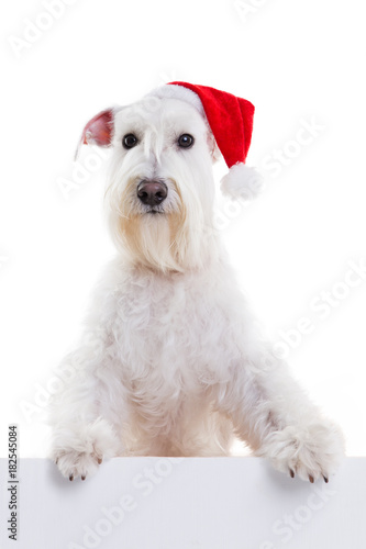 dog santa on a white background in studio isolate