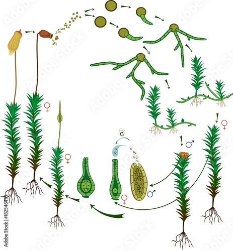 Moss life cycle. Diagram of a life cycle of a Common haircap moss (Polytrichum commune)