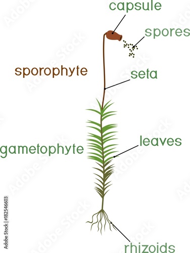 Structure of female plant haircap moss (gametophyte with sporophyte) with titles