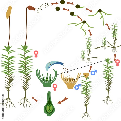 Moss life cycle. Diagram of a life cycle of a Common haircap moss (Polytrichum commune)