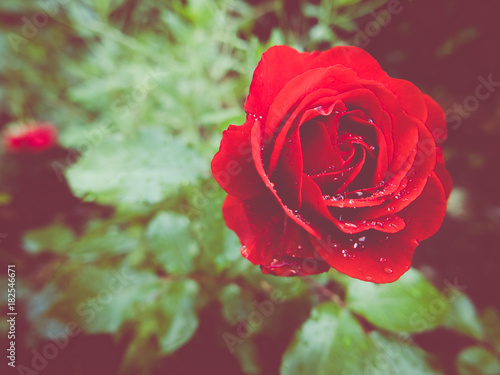 Closeup of Red Rose with Raindrops and Copy Space