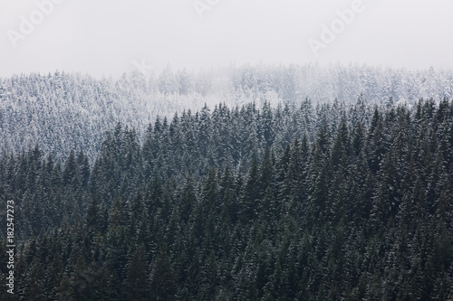 Amazing fogy forest.