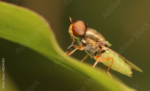 Tableau sur toile Macro the insect with nature background and sunlight