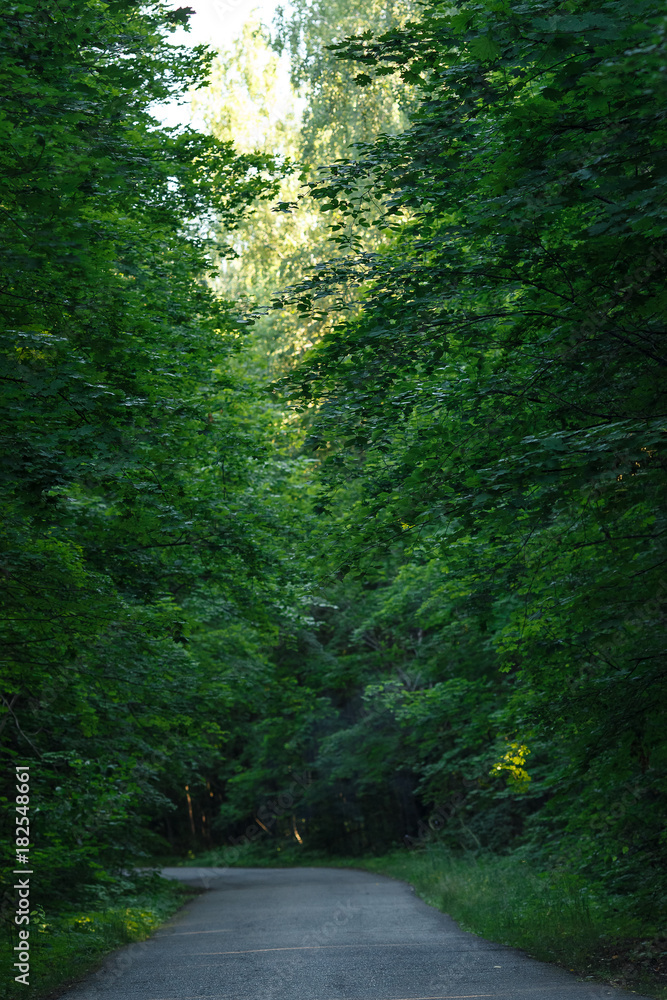 Obraz premium Empty asphalt road in summer forest