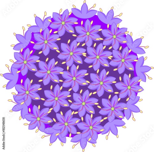 Flower of ornamental onion on white background