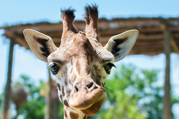 Leinwandbilder Giraffe Lustige Giraffe schneidet Grimassen  © Mariana