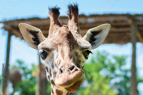 Photography funny giraffe smiles and grimaces, builds his face, laughs