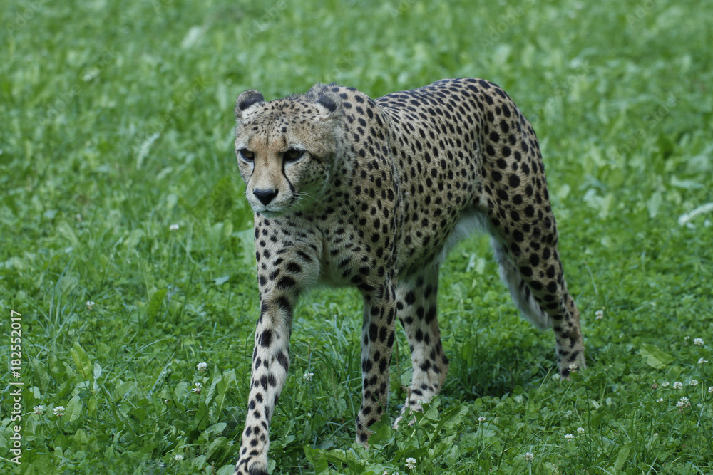 Naklejka premium Gepard, Acinonyx jubatus