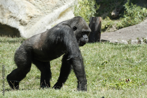 Orang Utan  Pongo pygmaeus