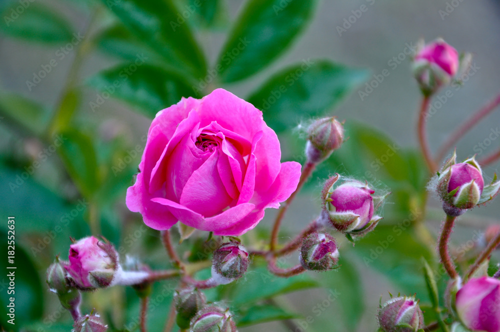 rose rose