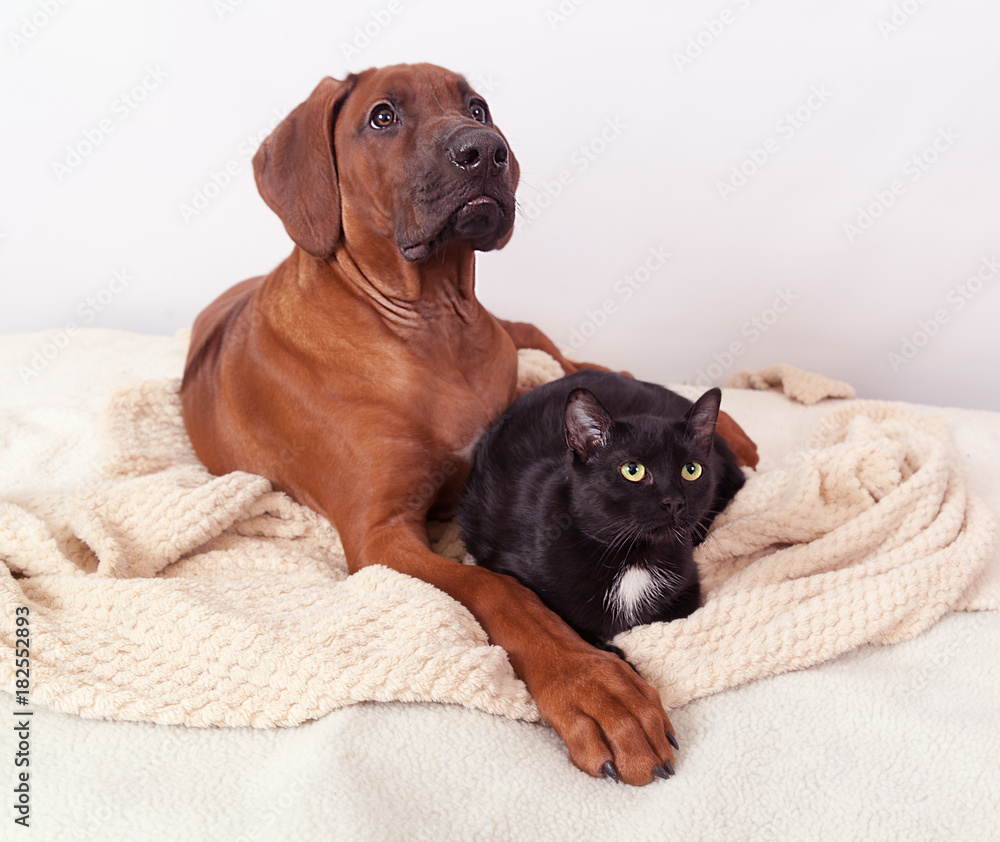 Young Rhodesian ridgeback and black cat with a white chest and green eyes on white rug on a white background together