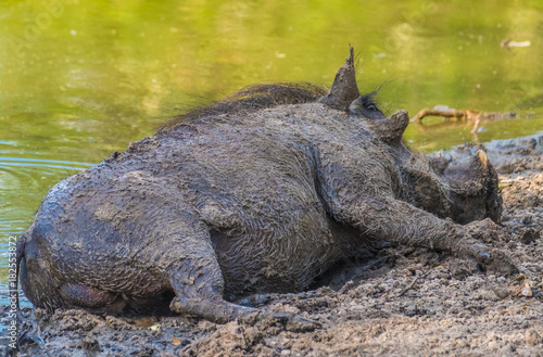 Warthogs taking a mud bath in a waterhole  Khama Rhino Sanctuary  Serowe  Botswana