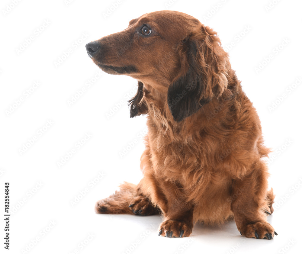 miniature dachshund sitting