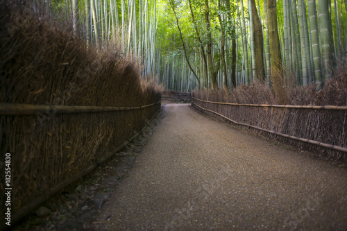  Arashiyama bamboo forest