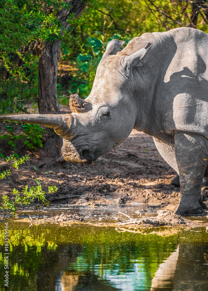 Fototapeta premium Mother white Rhino with its calf, Khama Rhino Sanctuary, Serowe, Botswana