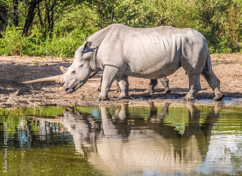Mother white Rhino with its calf  Khama Rhino Sanctuary  Serowe  Botswana