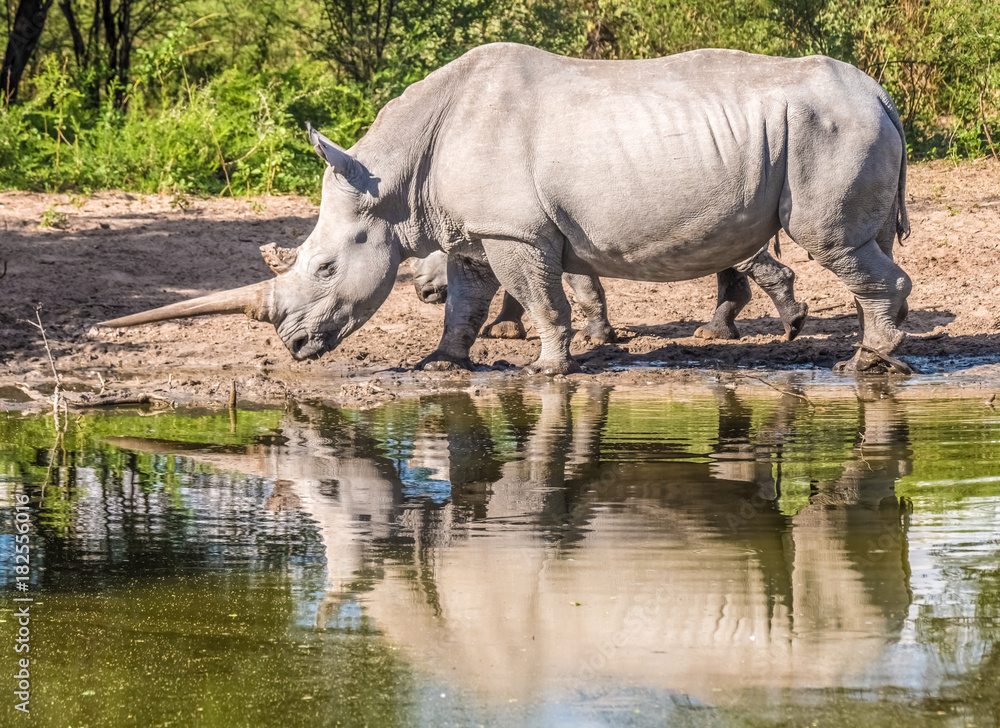 Fototapeta premium Mother white Rhino with its calf, Khama Rhino Sanctuary, Serowe, Botswana