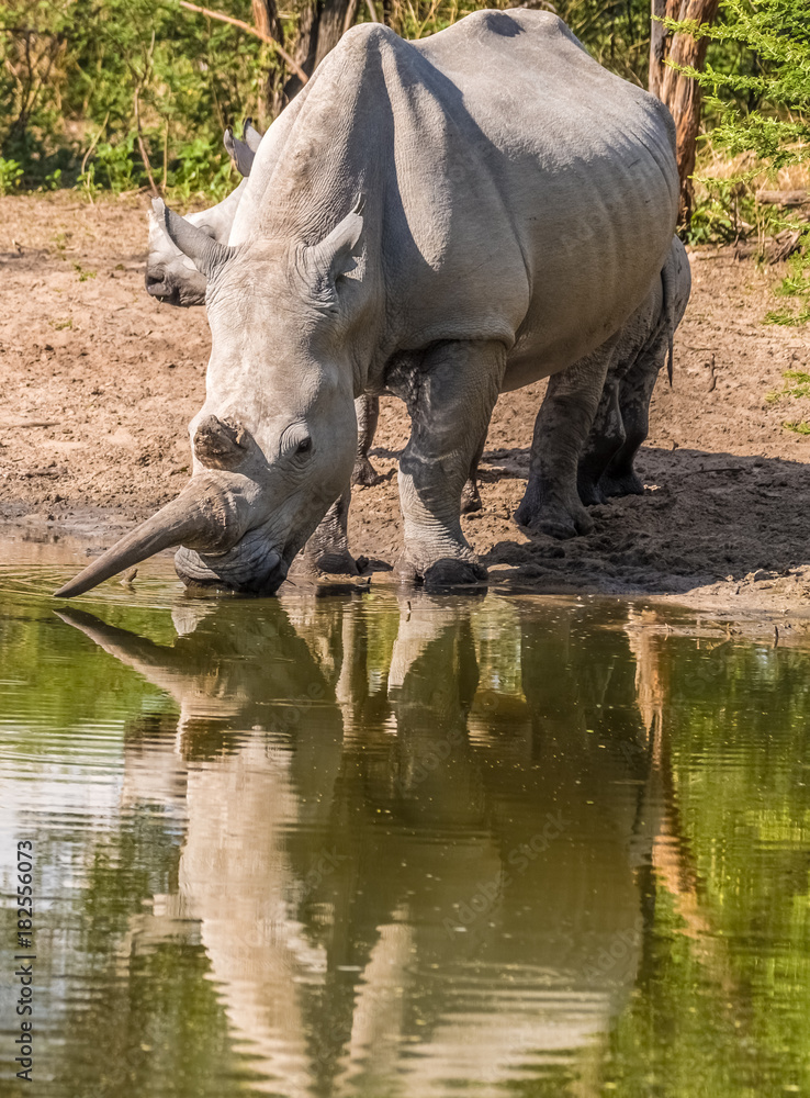Fototapeta premium Mother white Rhino with its calf, Khama Rhino Sanctuary, Serowe, Botswana