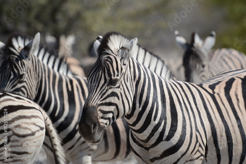 Zebra in Etosha © Francesca