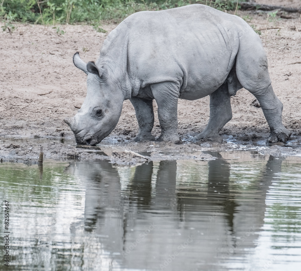 Obraz premium Mother white Rhino with its calf, Khama Rhino Sanctuary, Serowe, Botswana