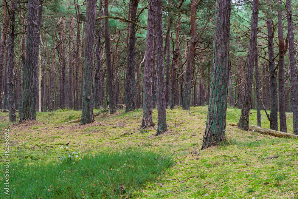 Fototapeta premium Nadelwald auf der Schaabe auf Insel Rügen in Deutschland