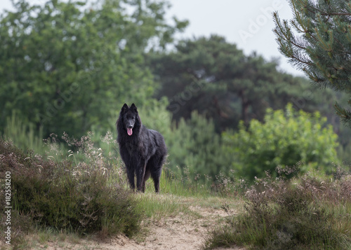 Groenendaeler - Belgian sheperd photo