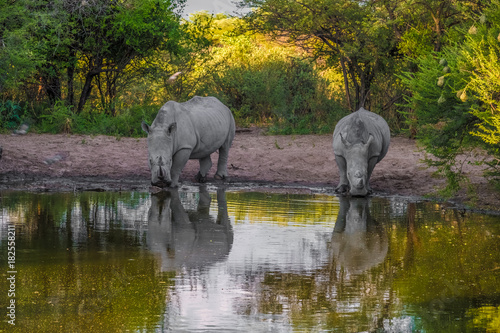 White Rhinos taking a mud bath  Khama Rhino Sanctuary  Serowe  Botswana