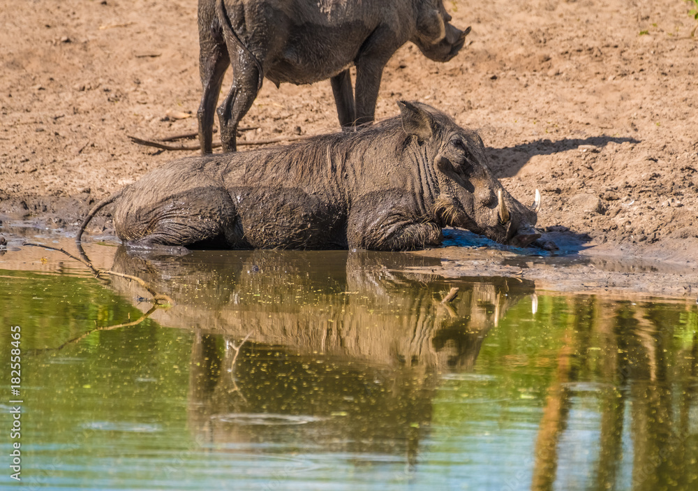 Fototapeta premium Warthogs taking a mud bath in a waterhole, Khama Rhino Sanctuary, Serowe, Botswana