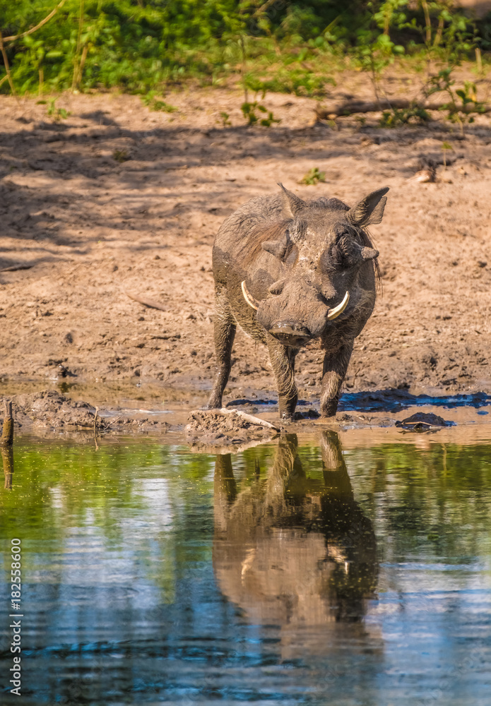 Warthogs taking a mud bath in a waterhole, Khama Rhino Sanctuary, Serowe, Botswana Warthogs taking a mud bath in a waterhole, Khama Rhino Sanctuary, Serowe, Botswana