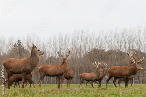 Red deer stags herd on grass meadow