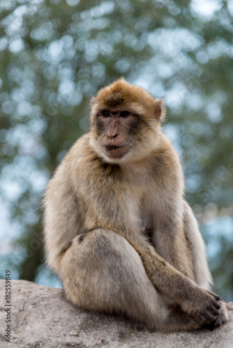 Berber monkey at Gibraltar © Jos