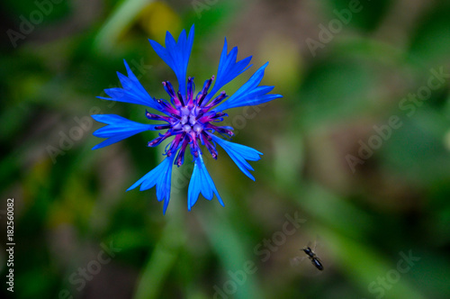 cornflower