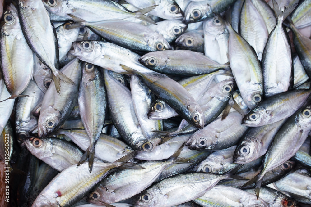 fresh fish raw material for food industrial fresh fish raw material for food industrial
