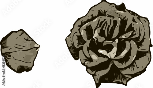 Rosa - Vektor