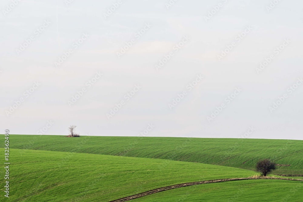 green grass fields green grass fields