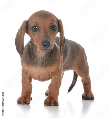 adorable female dachshund puppy