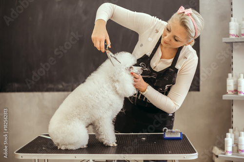 Grooming a little dog in a hair salon for dogs photo