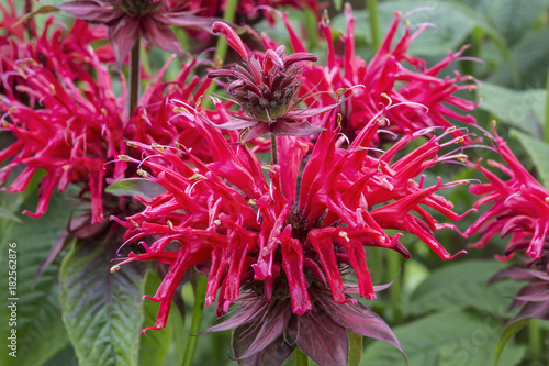 Red flowers of monarda in the garden photo