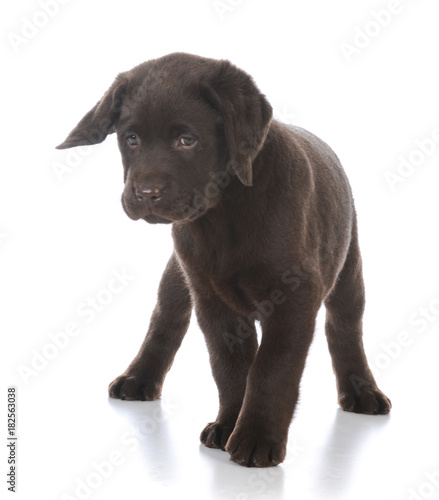 female labrador retriever