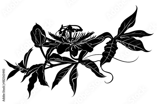 Passionflower. Passiflora (passionflower).  Passion flower